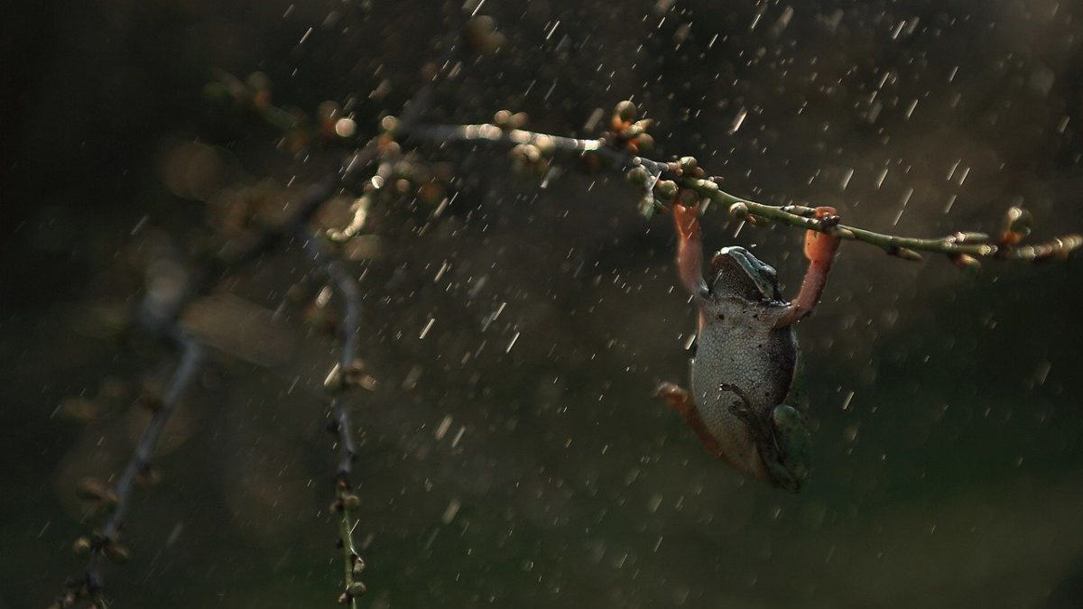 Distruzione della Foresta Amazzonica