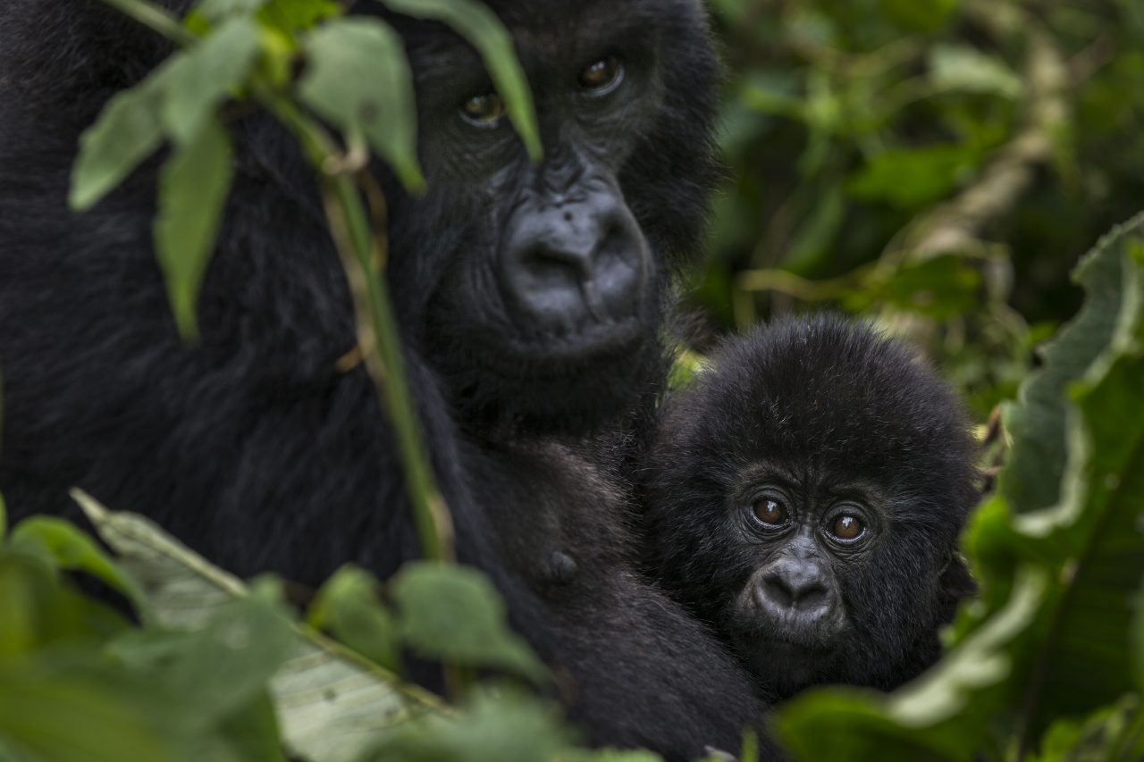Rinnovabili • Living Planet Report