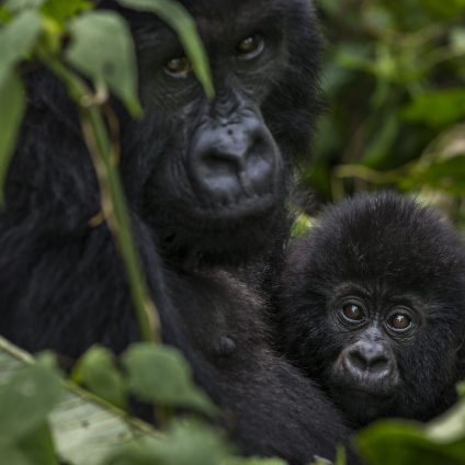 Rinnovabili • Living Planet Report