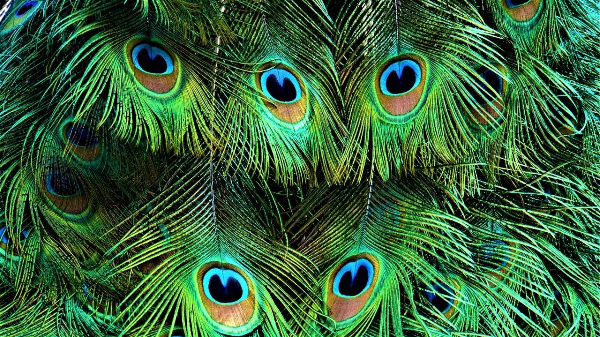 Carta di intenti per la Natura