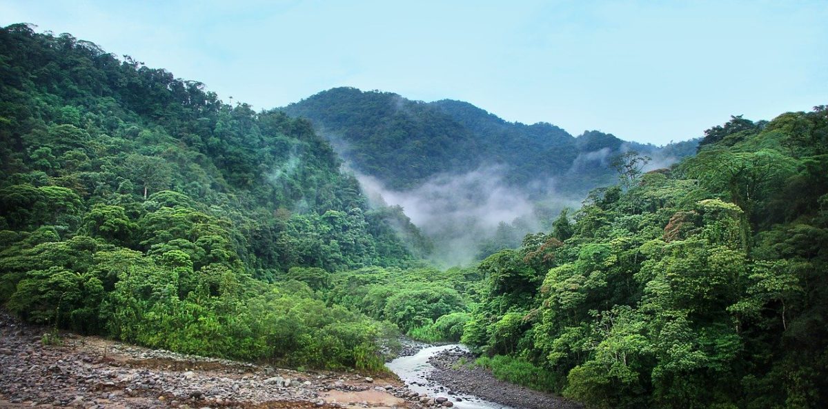 Amazzonia brasiliana