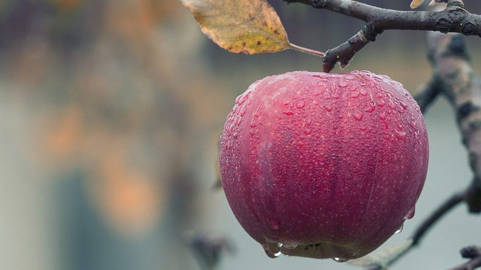 Rinnovabili • Farm to Fork: le lobby all’assalto della PAC