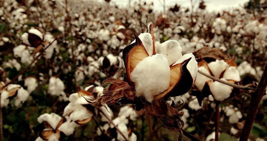 Rinnovabili • dicamba