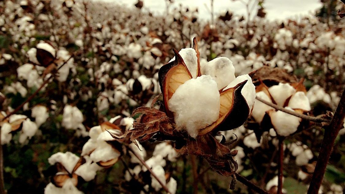 dicamba