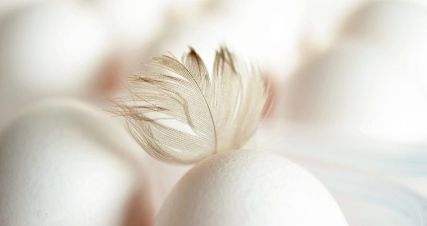 Rinnovabili • Per Fileni il pollo è sostenibile