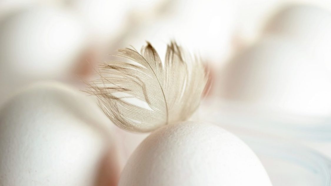 Rinnovabili • Per Fileni il pollo è sostenibile