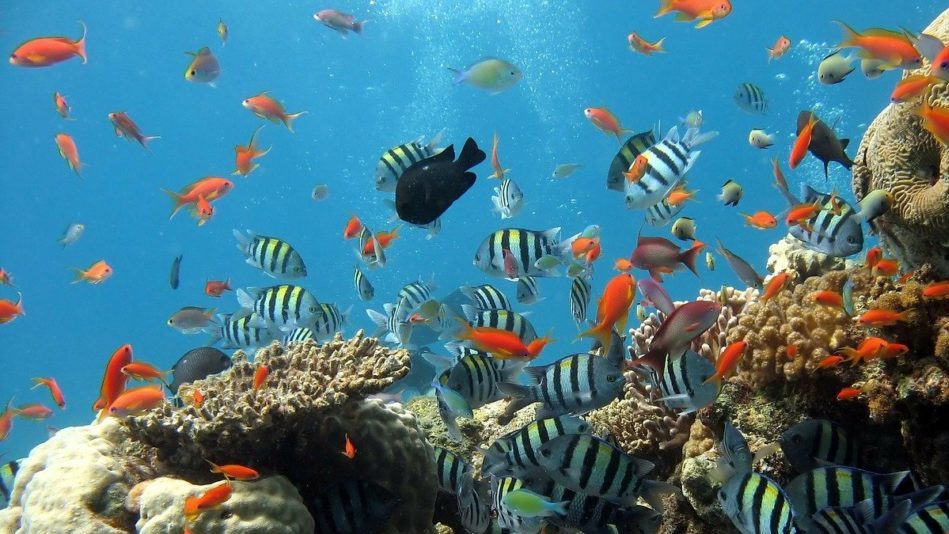 Grande barriera corallina: dal 1995 è morta metà dei coralli