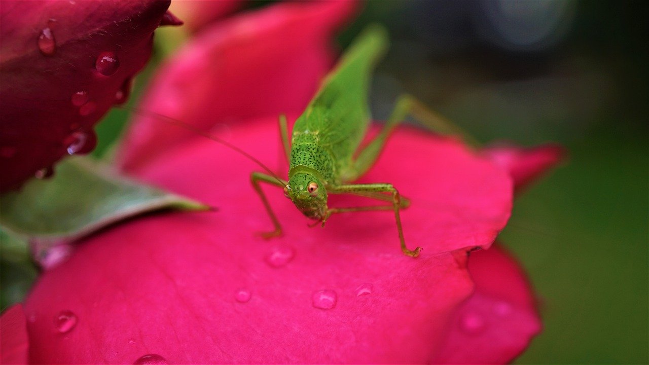 biodiversità