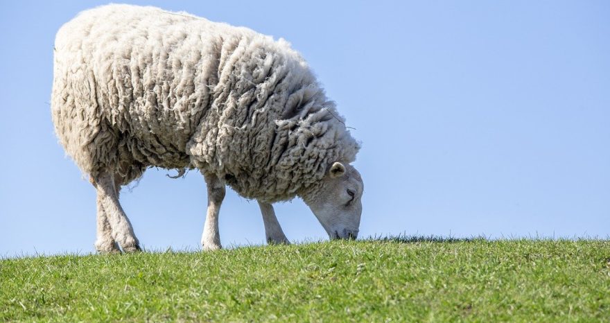 Rinnovabili • SheepToShip