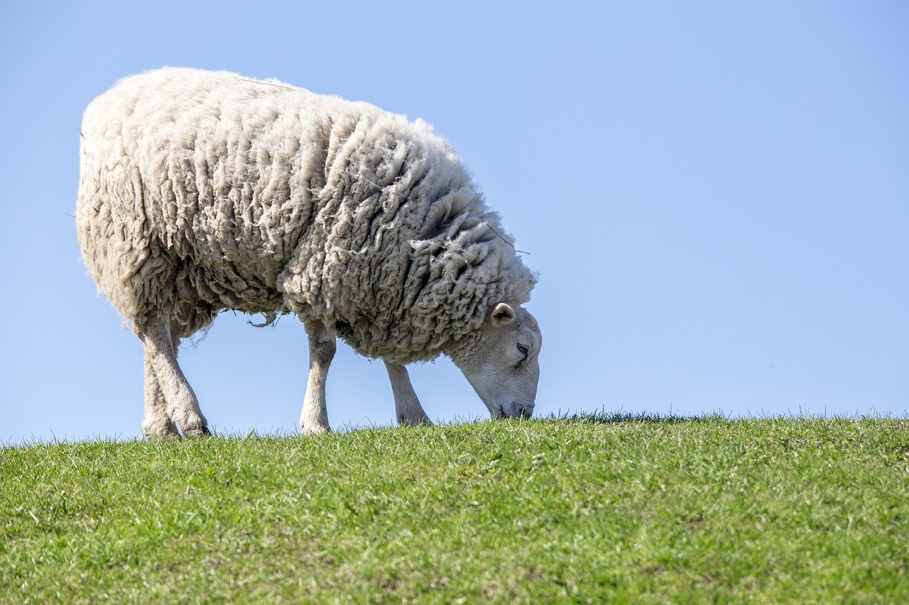 SheepToShip
