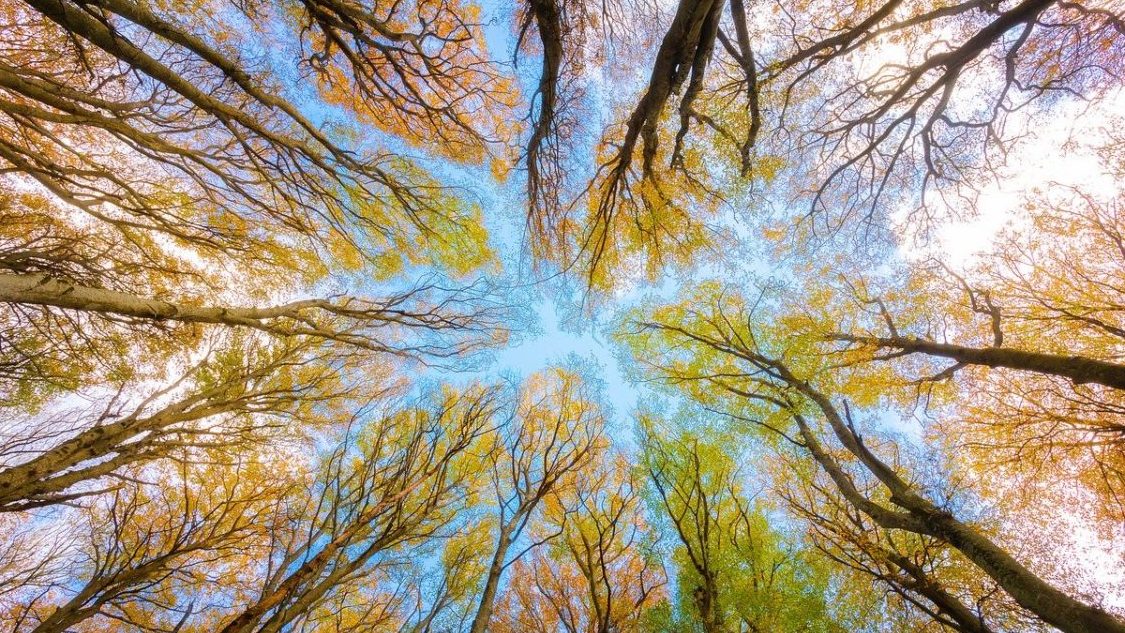 deforestazione