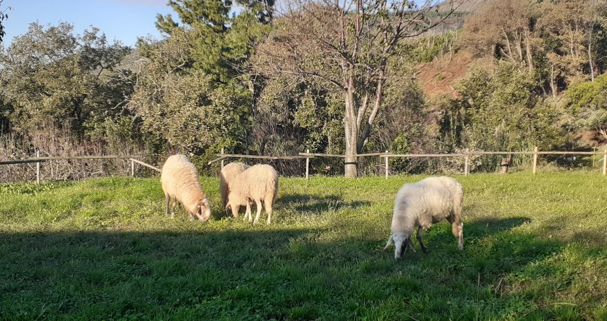 Rinnovabili • agricoltura sociale