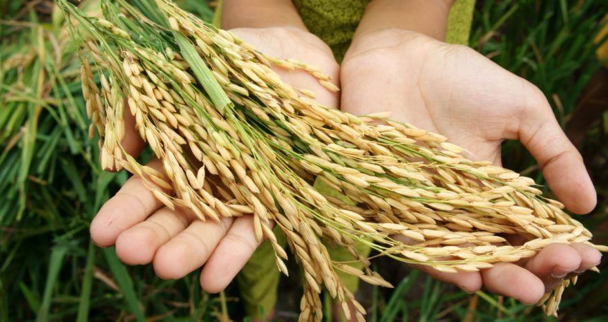 Rinnovabili • sicurezza alimentare