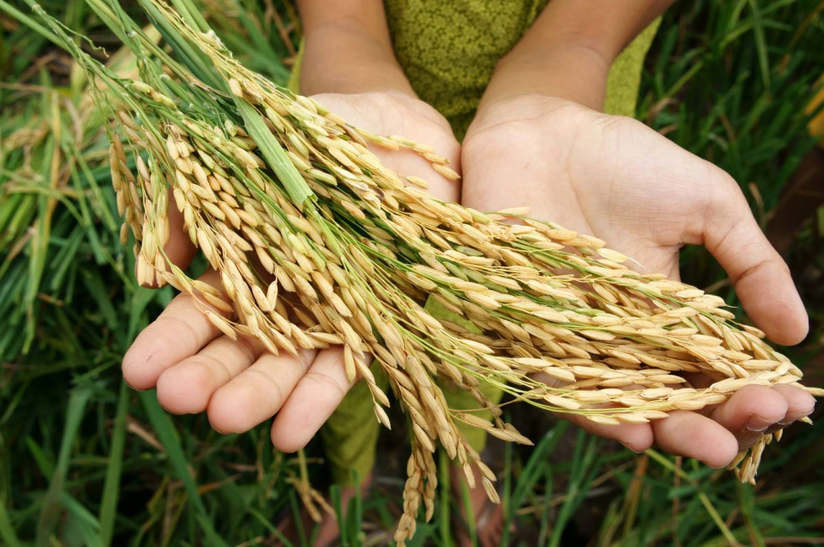 Rinnovabili • sicurezza alimentare