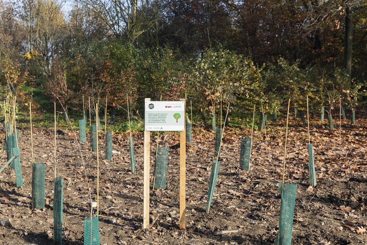 alberi