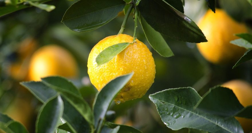 Rinnovabili • Citrus Black Spot