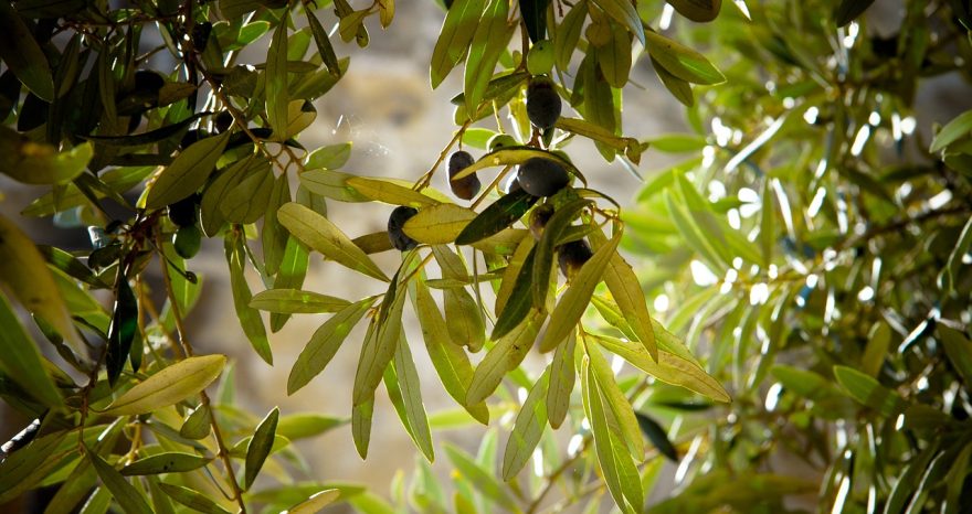 Rinnovabili • agrifood italiano