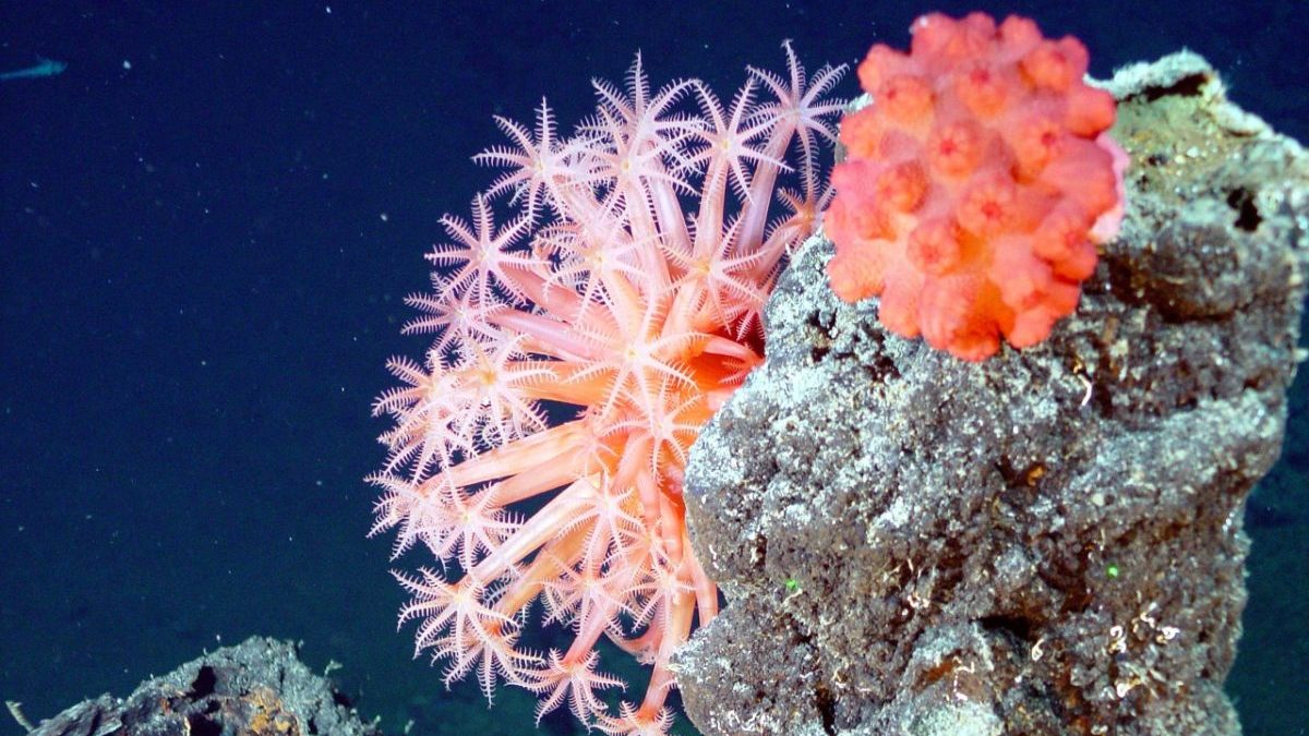 sbiancamento dei coralli