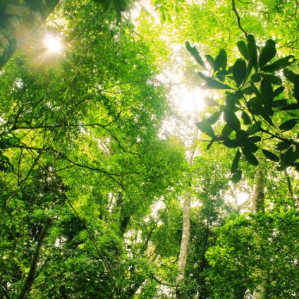 Rinnovabili • Biodiversità
