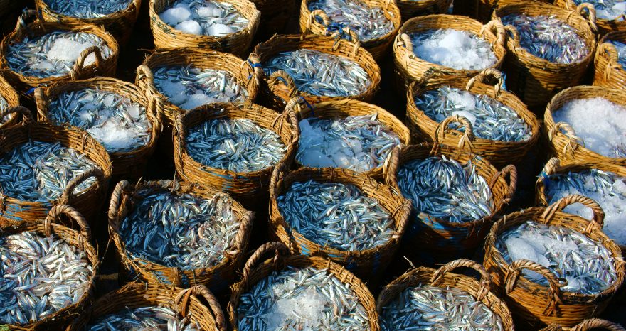 Rinnovabili • Colatura di alici di Cetara
