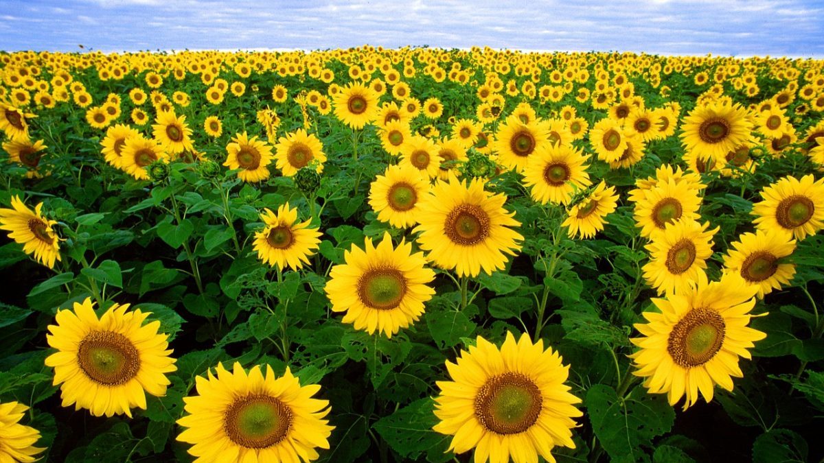 Biodiversità