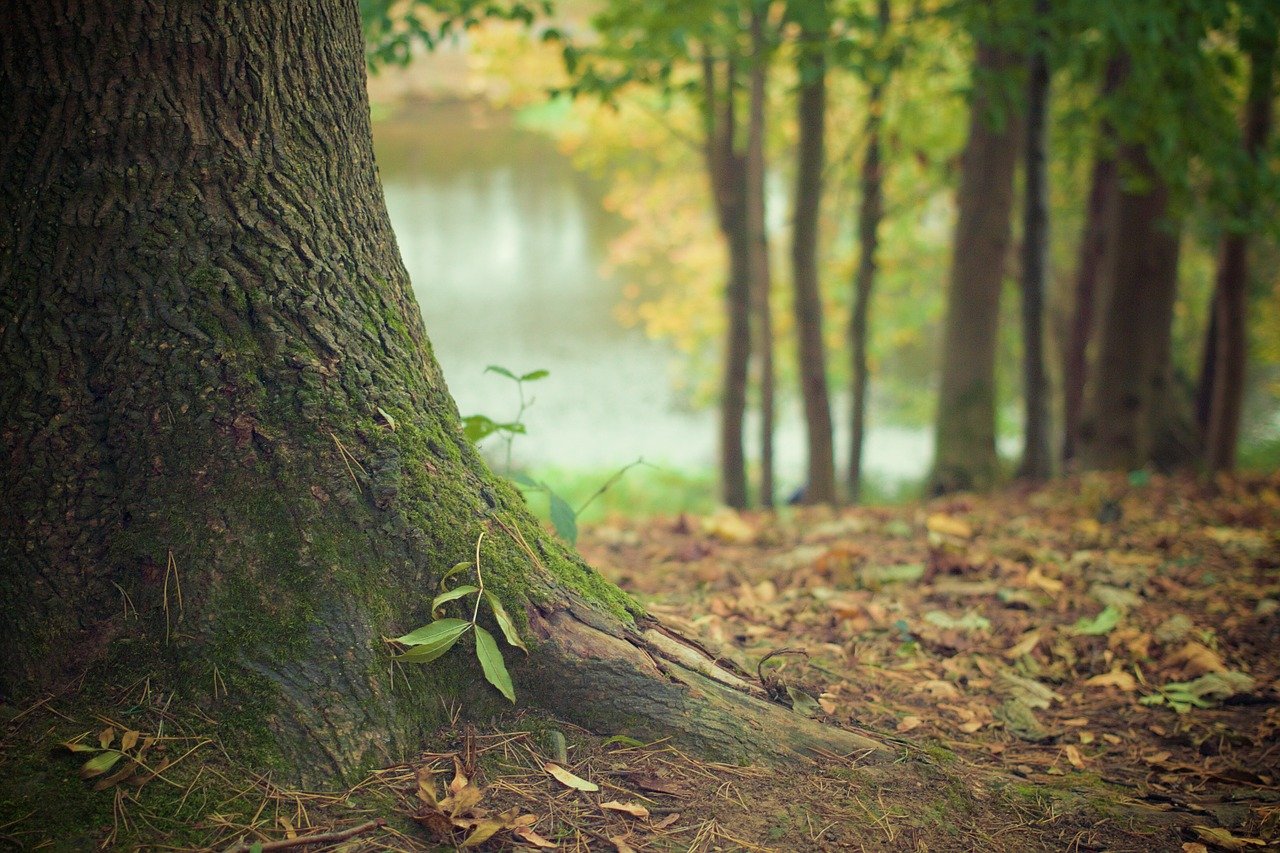 boschi e foreste