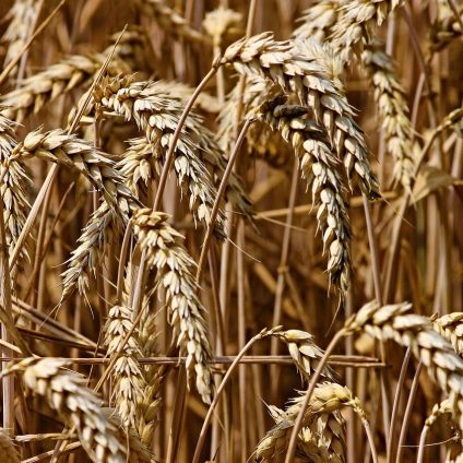 Rinnovabili • Sistemi alimentari