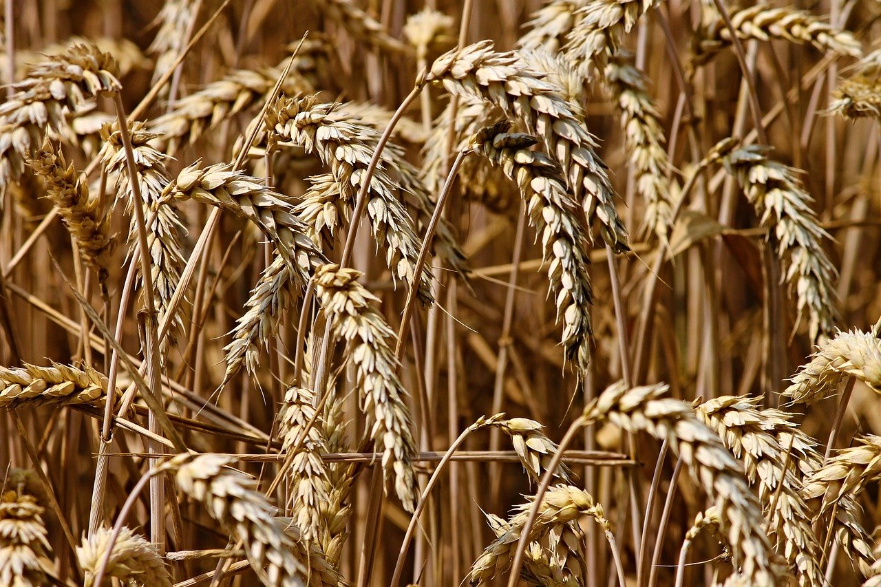 Sistemi alimentari
