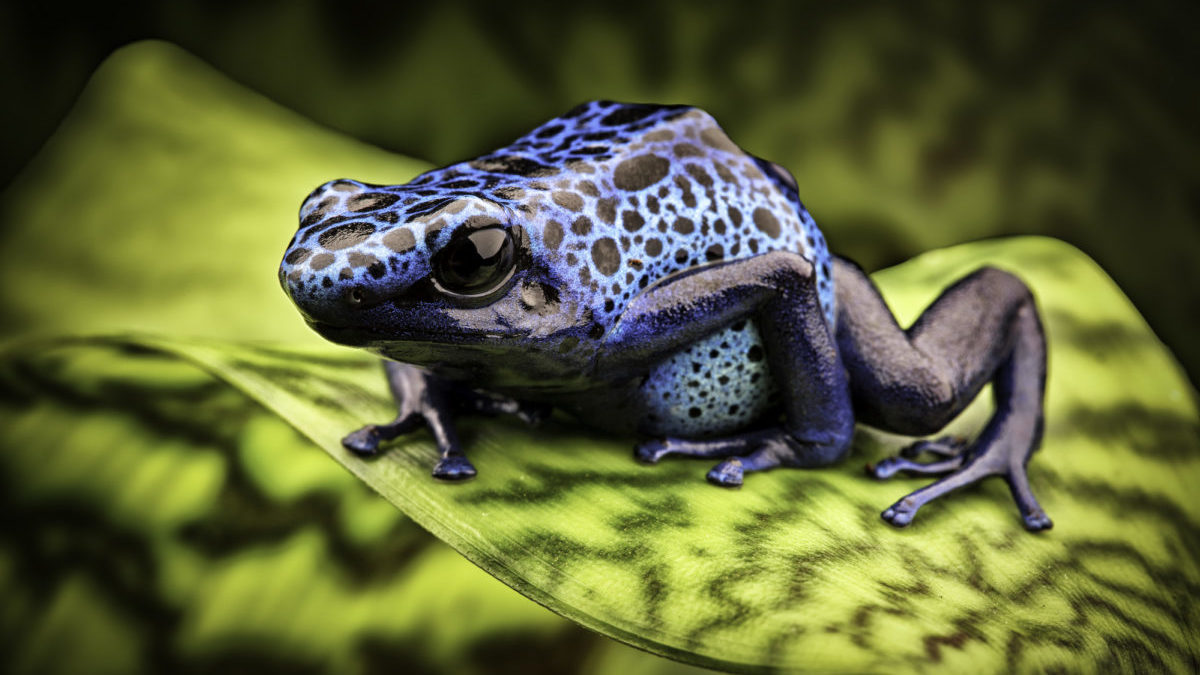 Biodiversità: ecco perché abbiamo fallito tutti gli obiettivi globali