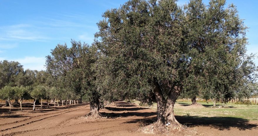 Rinnovabili • Xylella fastidiosa