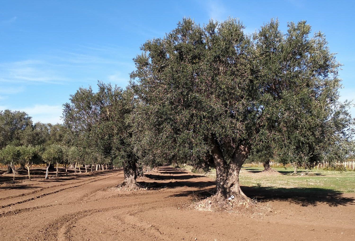 Xylella fastidiosa
