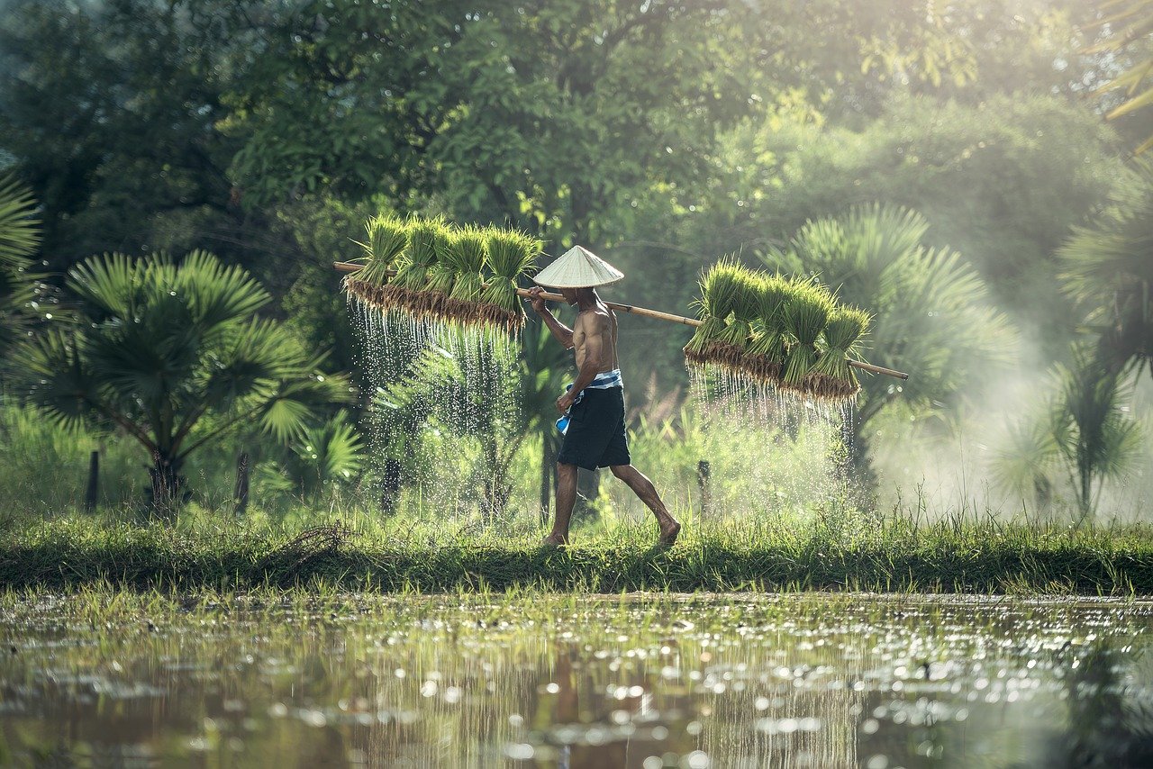 World Economic Forum, l'innovazione per i sistemi agroalimentari