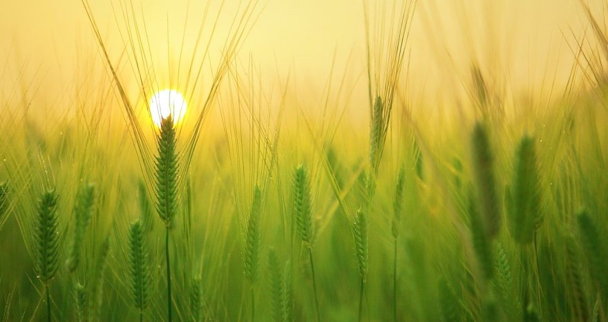 Rinnovabili • Agroalimentare italiano