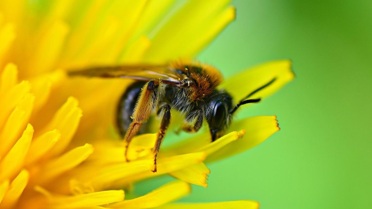 Biodiversità: la strage silenziosa degli impollinatori
