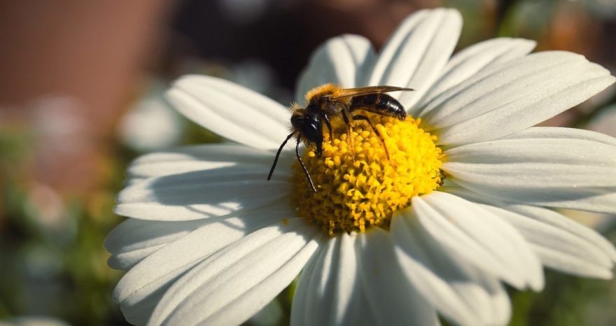 Rinnovabili • Pesticidi: primi passi dell’EFSA verso la valutazione integrata