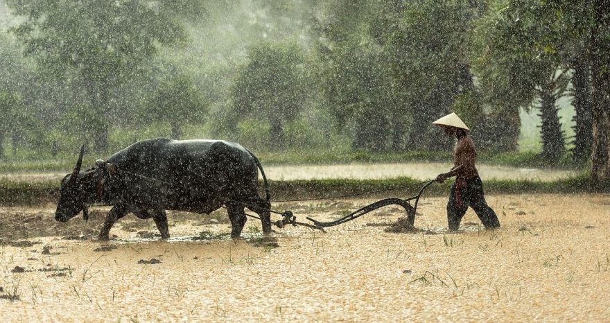 Rinnovabili • piccoli produttori agricoli