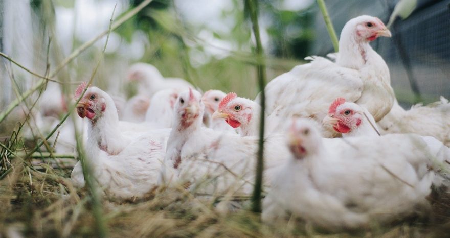 Rinnovabili • pollaio ecologico