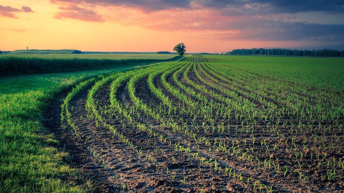 Riforma della PAC: braccio di ferro sul fondo di riserva per le crisi