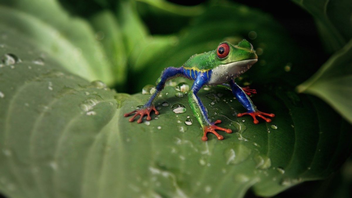 Cintura tropicale della pioggia: il climate change porta siccità e insicurezza alimentare