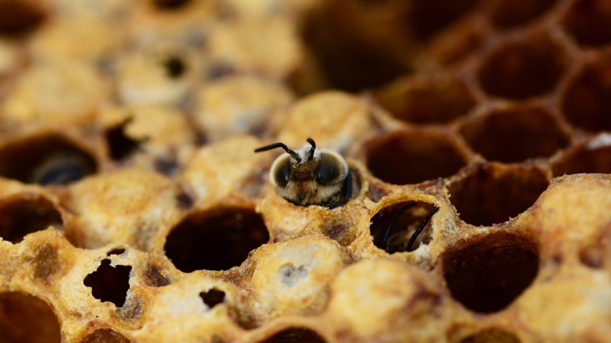 Pesticidi e nuovi Ogm: caos Brexit, a rischio gli standard UE