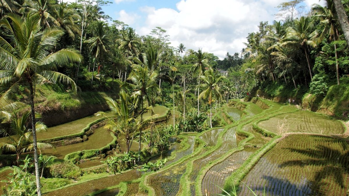 Deforestazione: allarme foreste tropicali, resiste solo il Congo