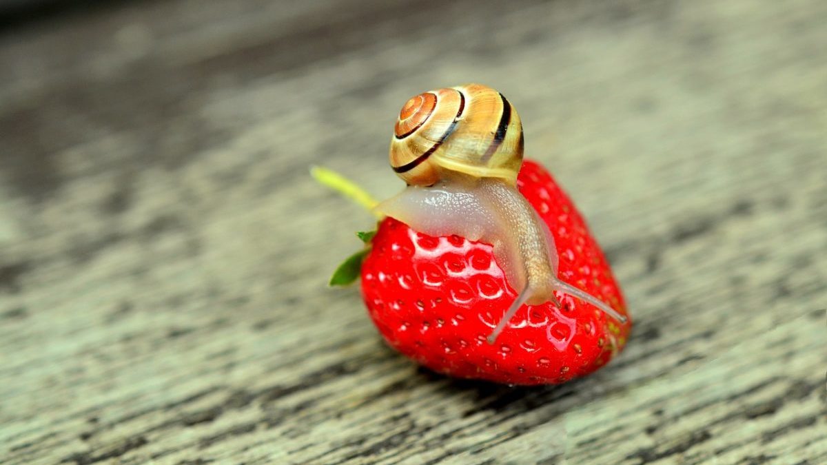 Biodiversità e clima: ecco perché sono le sfide più urgenti