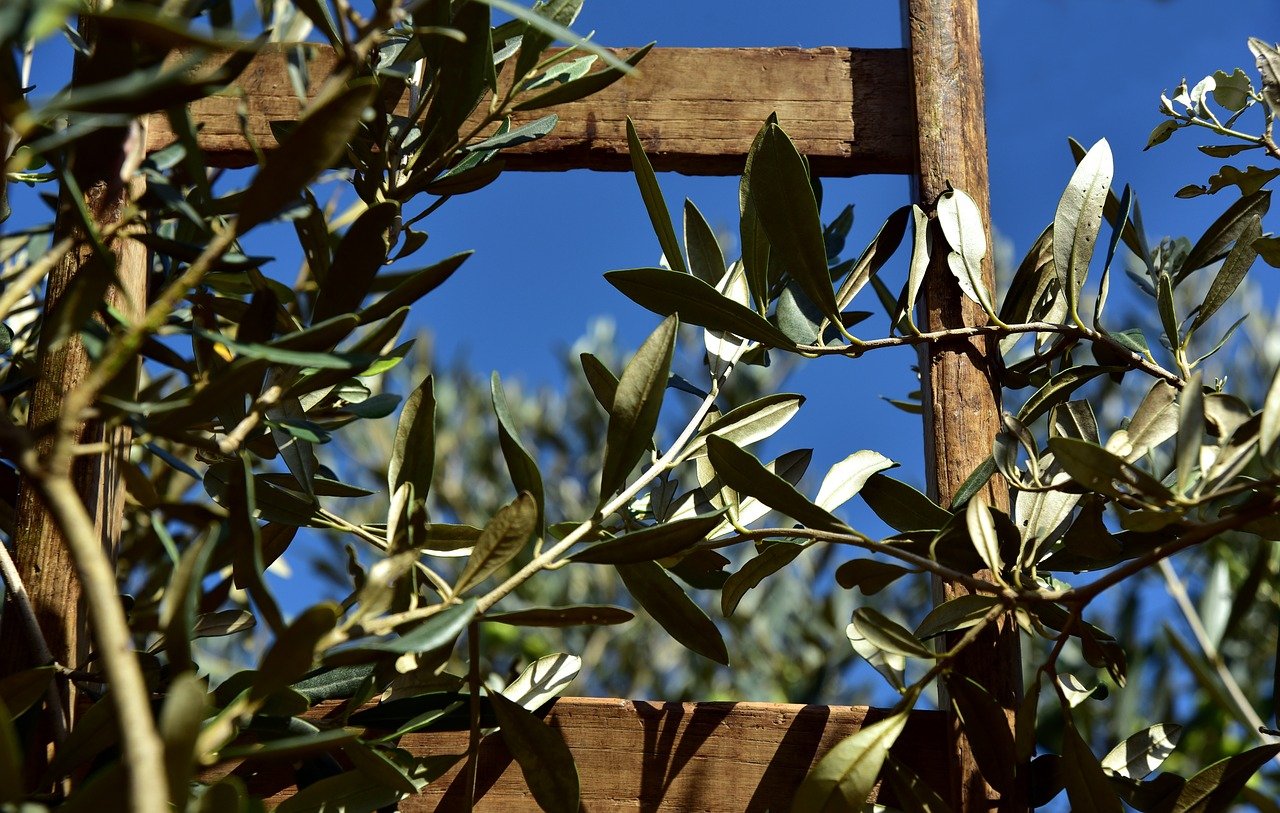 Xylella fastidiosa