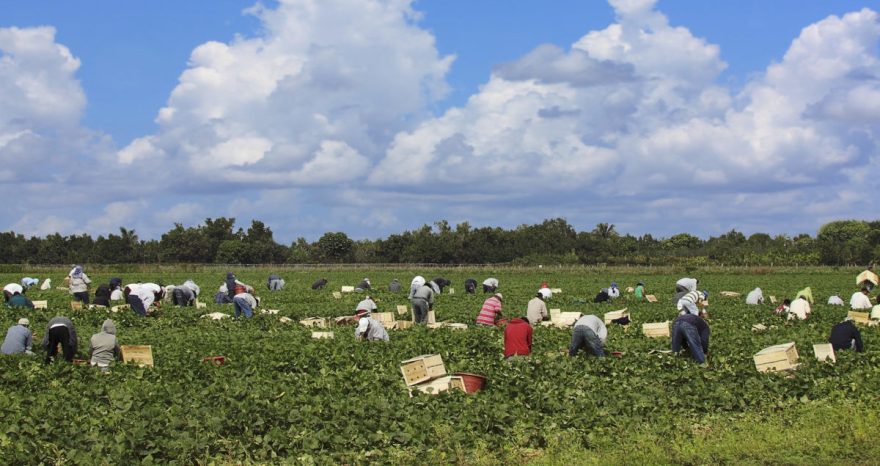 Rinnovabili • Riforma della PAC: i diritti dei lavoratori spaccano i negoziati