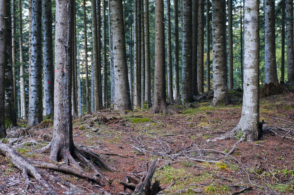 foreste
