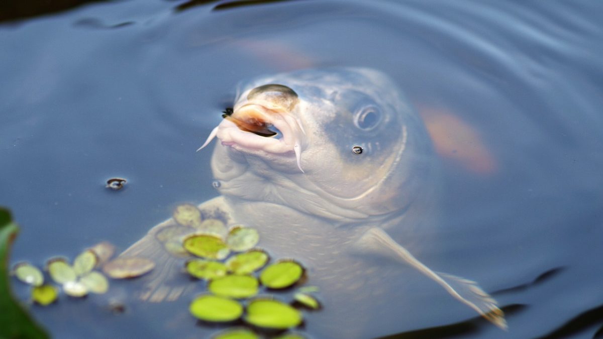 Estinzione di massa: a rischio 6mila specie di pesci d’acqua dolce