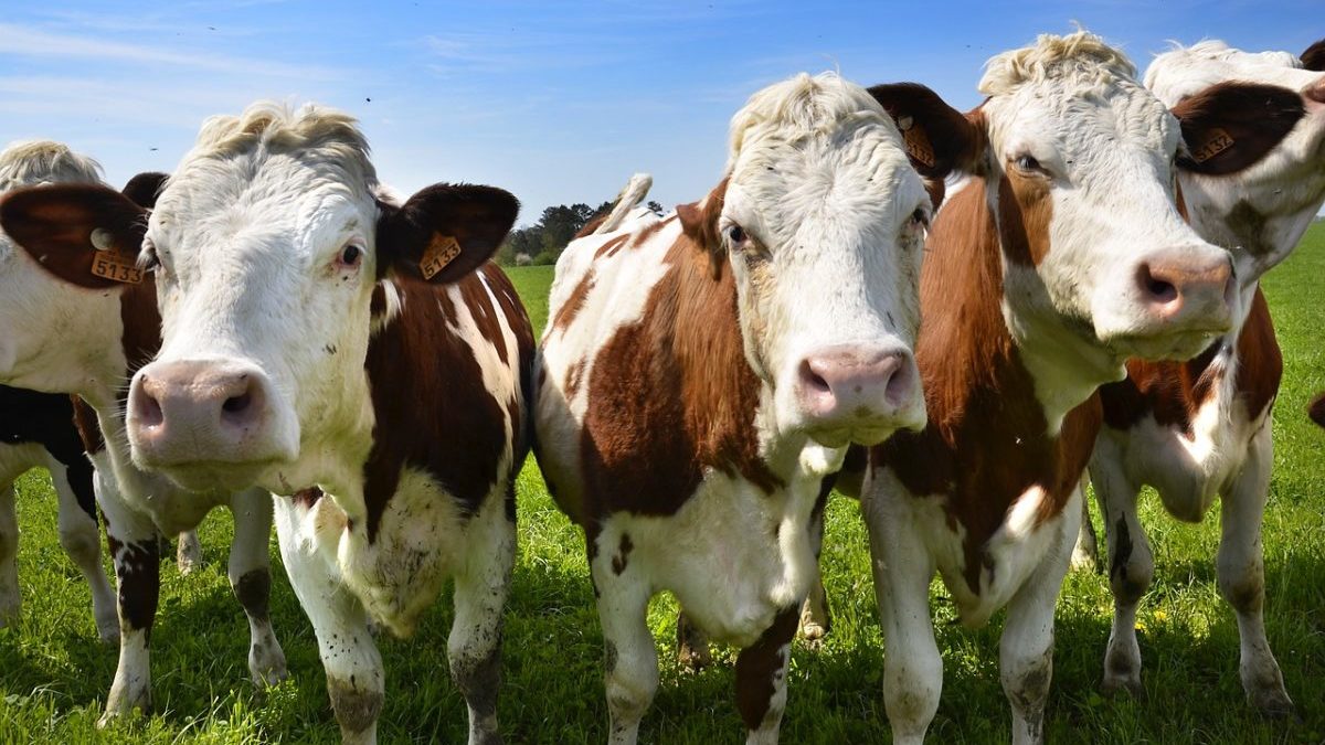 Emissioni di metano: quanto pesano davvero le attività umane?