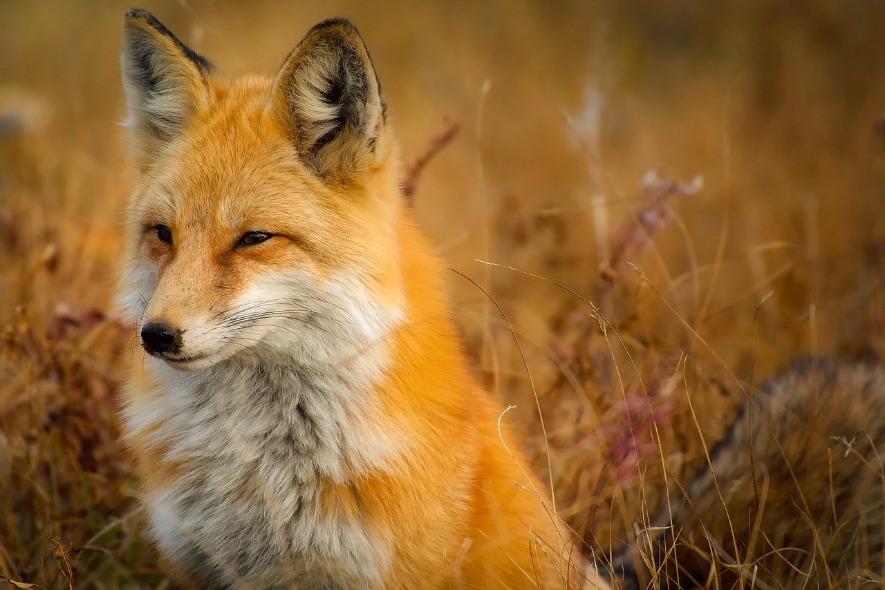costituzione animali