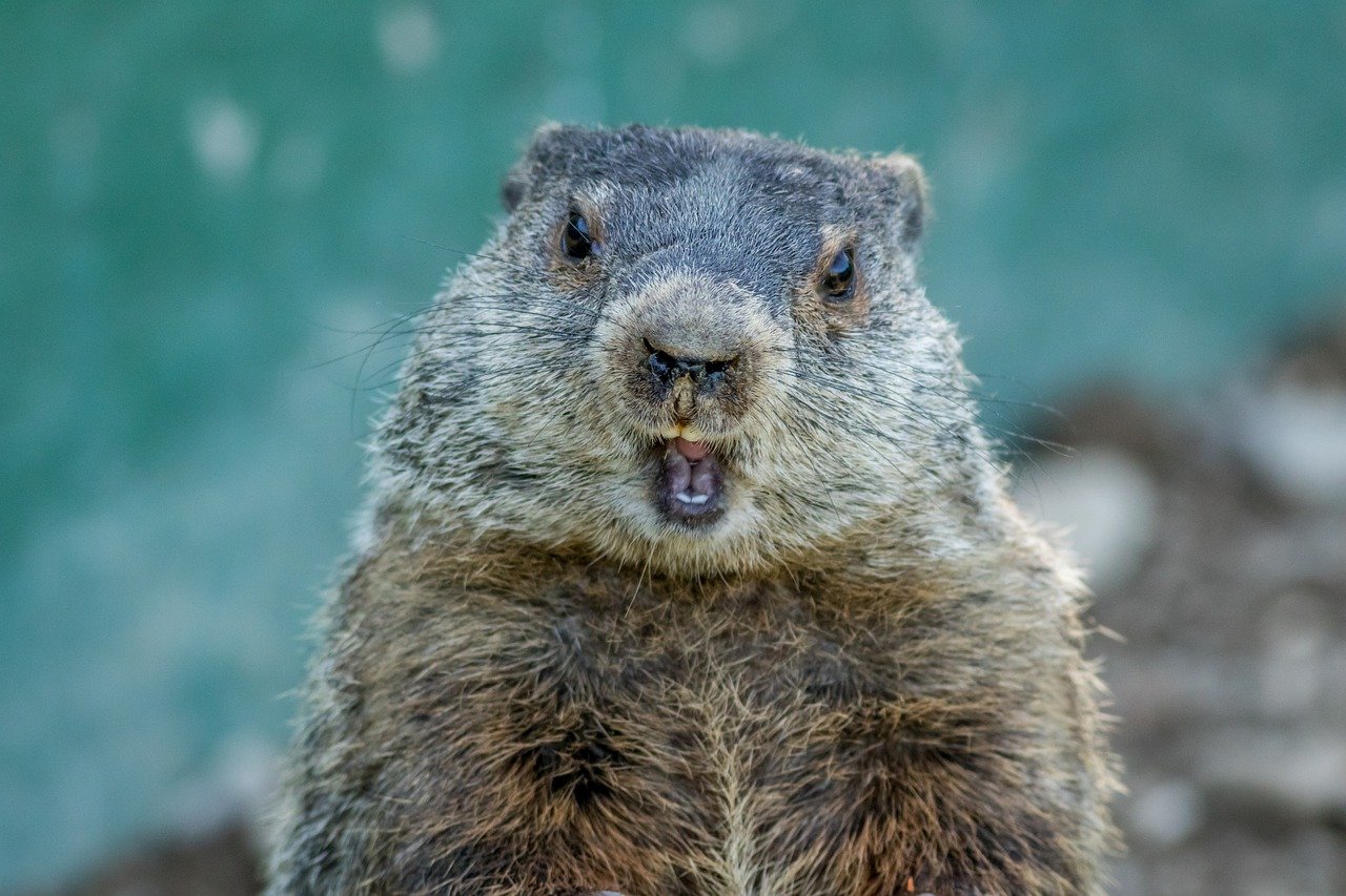 il giorno della marmotta