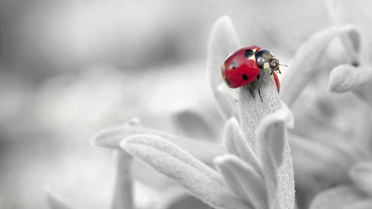 Rinnovabili • Biodiversità: per la Gran Bretagna servono soluzioni radicali